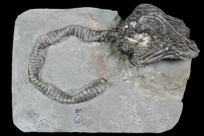 D Platycrinites Crinoid Fossil - Crawfordsville, Indiana #92765